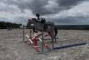 Gelding Connemara For sale 2022 Grey
