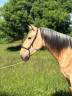 Gelding PRE Pure Spanish Bred For sale 2022 Buckskin