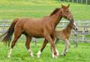 Broodmare Selle Fran&ccedil;ais For sale 2011 Chesnut