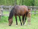 Broodmare Holsteiner For sale 2008 Bay