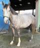 Gelding Origin Recorded For sale 2022 Grey
