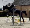 Mare KWPN Dutch Warmblood For sale 2015 Dark Bay