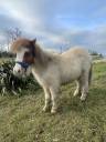 Filly Shetland Pony For sale 2024 Other color