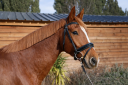 Gelding Selle Fran&ccedil;ais For sale 2020 Chesnut