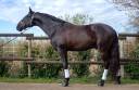 Entire Lusitano For sale 2018 Black