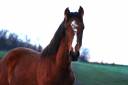 Gelding PRE Pure Spanish Bred For sale 2025 Bay