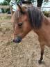 Entire American Miniature Horse AMHA For sale 2024 Bay