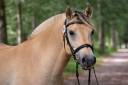 Gelding Fjord For sale 2022 Buckskin