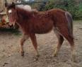 Colt French Saddle Pony For sale 2025 Bay