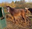 Filly French Saddle Pony For sale 2025 Grey