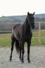 Mare PRE Pure Spanish Bred For sale 2020 Black