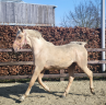 Stallion BWP Belgian Warmblood For sale 2024 Palomino