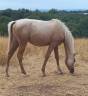 Filly Arabian Half Blood For sale 2024 Palomino