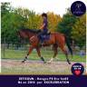 Gelding Thoroughbred For sale 2014 Bay