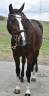 Mare BWP Belgian Warmblood For sale 2015 Bay