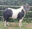 Stallion Shetland Pony For sale 2016 Coloured