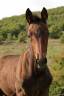Filly Other Horse Breed For sale 2025 Bay