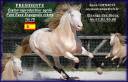 PRESIDENTE DE JARAMA - PRE Pure Spanish Bred 2016 by SERRANO UNO