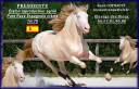 PRESIDENTE DE JARAMA - PRE Pure Spanish Bred 2016 by SERRANO UNO