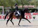 Gelding KWPN Dutch Warmblood For sale 2012 Dark Bay