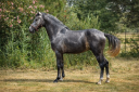 Entire Lusitano For sale 2022 Grey