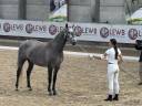 Mare Lusitano For sale 2021 Grey