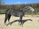 Mare Origin Recorded For sale 2022 Grey