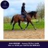 Mare Thoroughbred For sale 2020 Bay