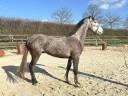 Gelding Origin Recorded For sale 2022 Grey