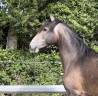 Gelding Lusitano For sale 2023 Grey