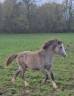 Colt Arabian Half Blood For sale 2025 Grey