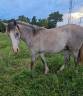 Colt Arabian Half Blood For sale 2025 Grey