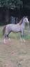 Colt Arabian Half Blood For sale 2025 Grey