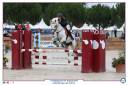 Gelding Connemara For sale 2011 Grey