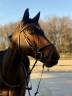 Gelding Selle Fran&ccedil;ais For sale 2016 Bay