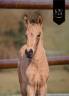 Colt KWPN Dutch Warmblood For sale 2026 Buckskin