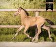 Colt KWPN Dutch Warmblood For sale 2026 Buckskin