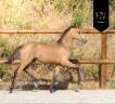 Colt KWPN Dutch Warmblood For sale 2026 Buckskin