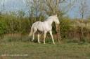 Colt PRE Pure Spanish Bred For sale 2024 Cream