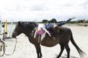 Gelding No Origin Recorded For sale 2007 Black
