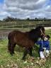 Gelding Shetland Pony For sale 2024 Bay