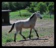 Mare French Saddle Pony For sale 2025 Buckskin