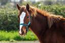 Filly French Saddle Pony For sale 2025 Chesnut