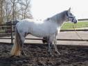 Broodmare Connemara For sale 2012 Grey