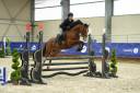 Gelding French Saddle Pony For sale 2021 Bay