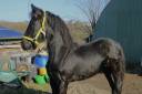 Filly Friesian Sporthorse For sale 2025 Black