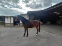 Gelding Anglo-Arabian For sale 2022 Bay