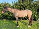 Mare Other Pony Breed For sale 2019 Bay