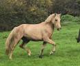 Mare Welsh Pony (Section D), Welsh Cob For sale 2023 Palomino