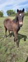 Gelding New Forest For sale 2025 Buckskin